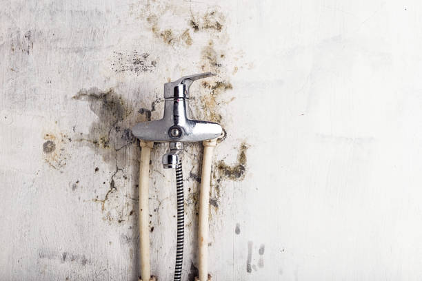 Best Commercial Mold Removal  in Waipio Acres, HI