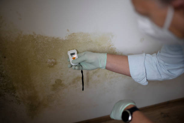 Best Mold Damage Repair  in Waipio Acres, HI