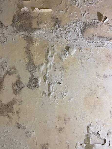 Best Mold Cleaning Services  in Waipio Acres, HI